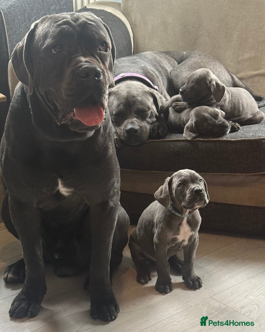 Cane Corso dogs for sale: Blue Cane Corso - Image 8