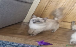 Ragdoll cats for sale: Adorable ragdoll kittens  - Image 12
