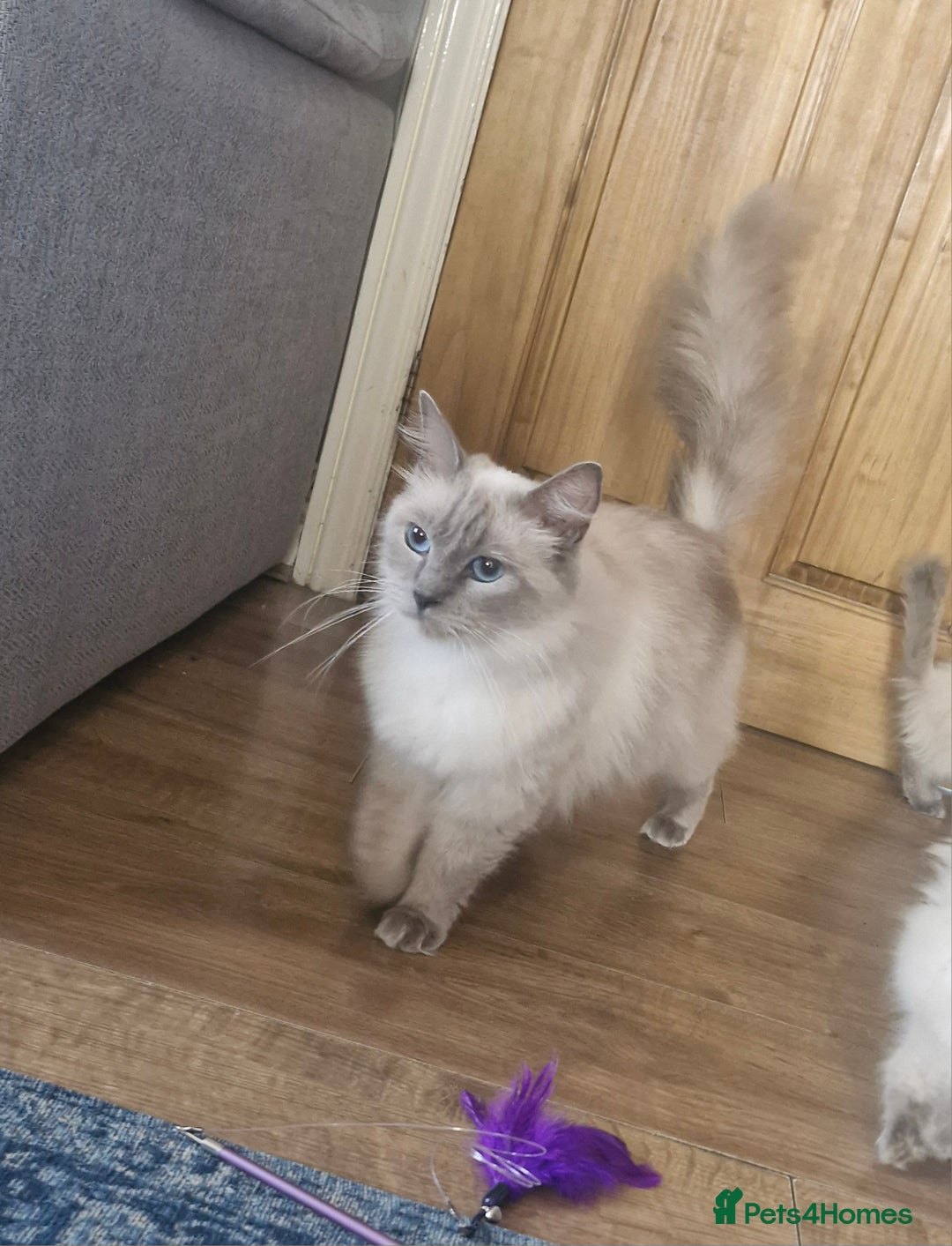 Ragdoll cats for sale: Adorable ragdoll kittens  - Image 12