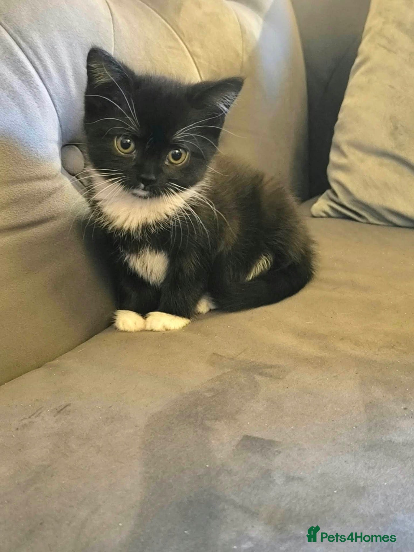 Mixed Breed cats for sale: Black and White female kittens - Advert 1