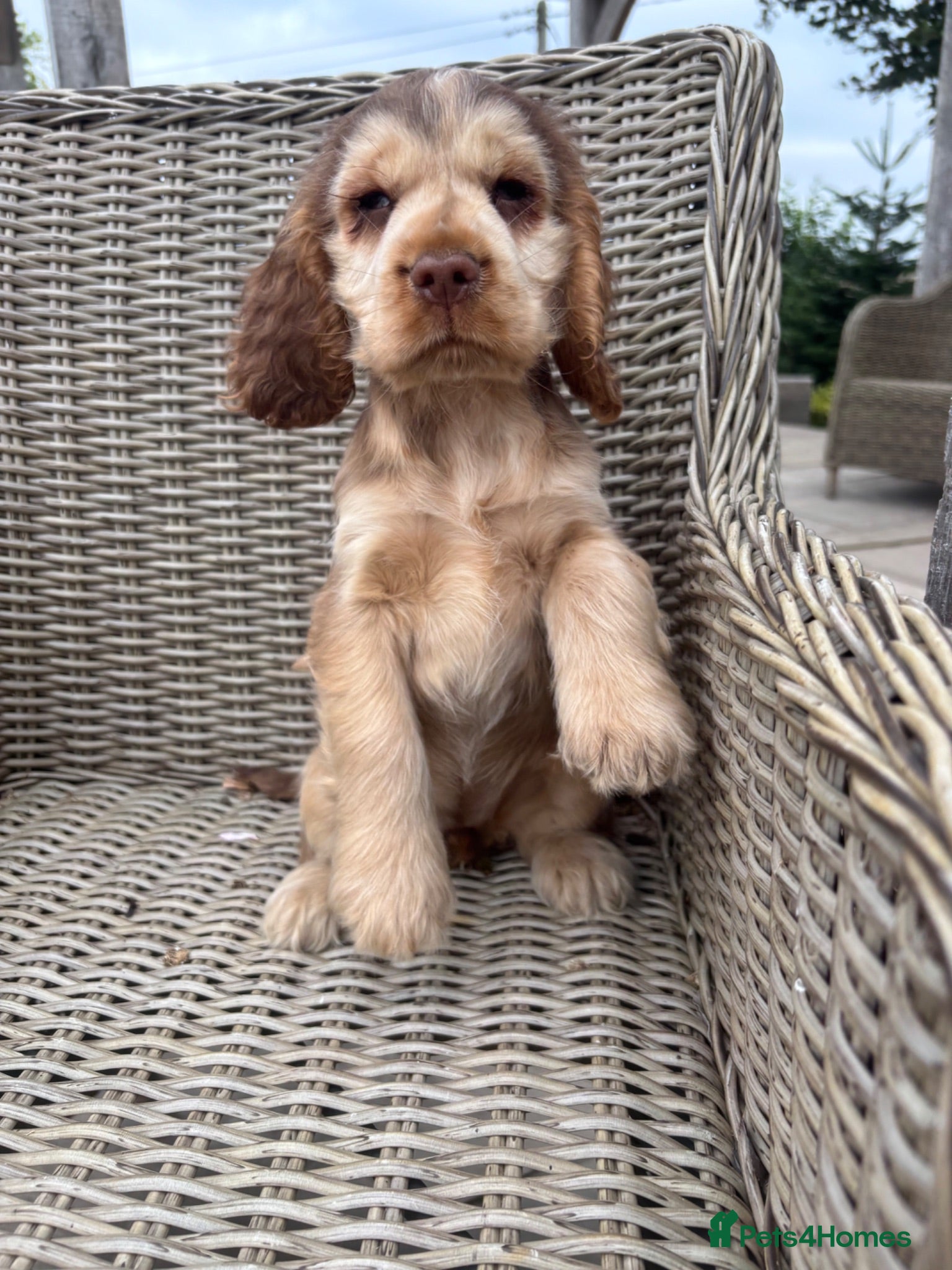 Cocker Spaniel dogs Beautiful KC show cocker spaniels  - Advert 2