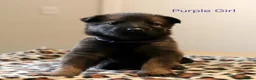 Mixed Breed dogs for sale: Belgian Malinois X German Shepherd  - Advert 13