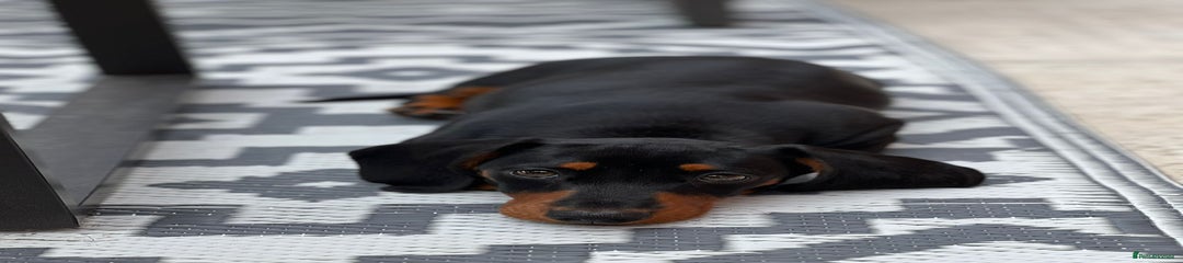 Miniature Dachshund Puppy 1
