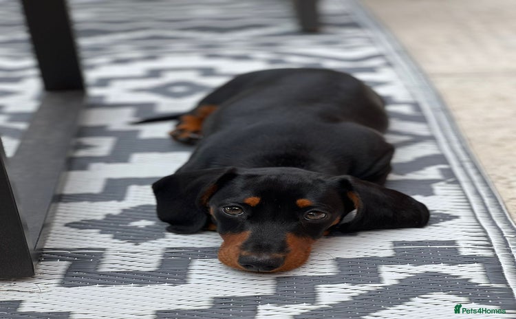 Miniature Dachshund dogs - Advert 15