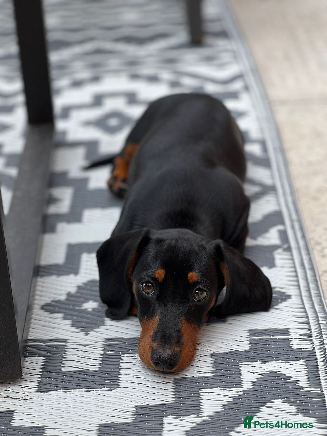 Miniature Dachshund dogs for sale: Bella - Image 1