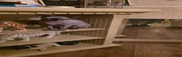Sphynx cats for sale: Girl sphynx  in Wolverhampton - Advert 2