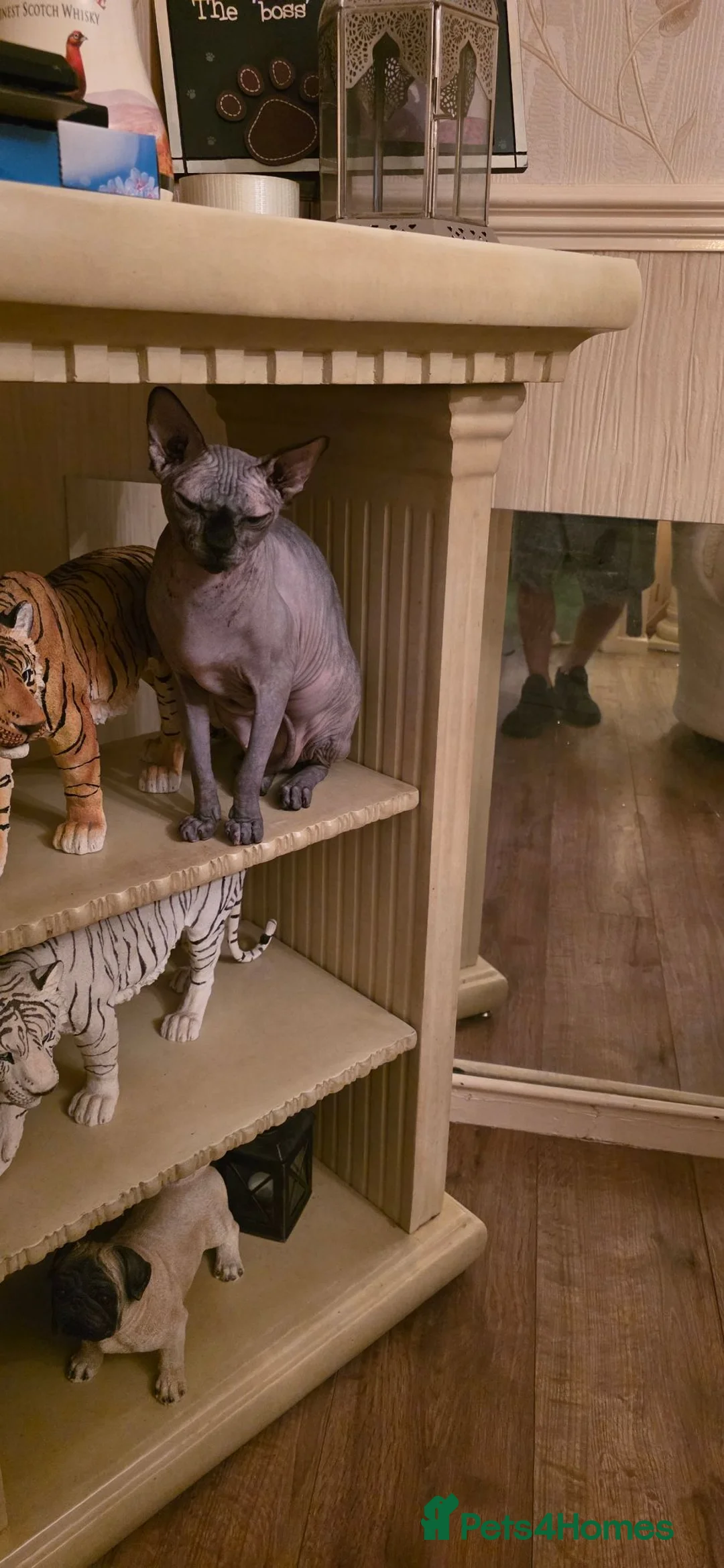Sphynx cats for sale: Girl sphynx  in Wolverhampton - Advert 2