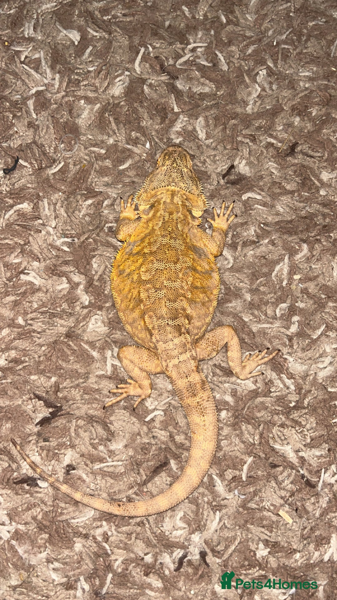 Bearded Dragon reptiles for sale: Male bearded dragon  - Image 1