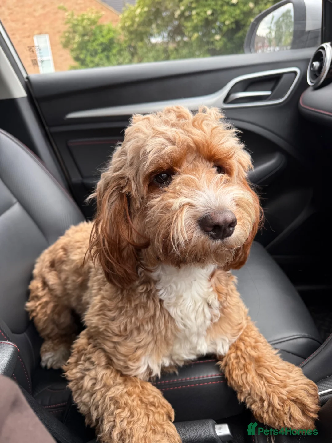 Cockapoo dogs for sale: Paddy  - Advert 2