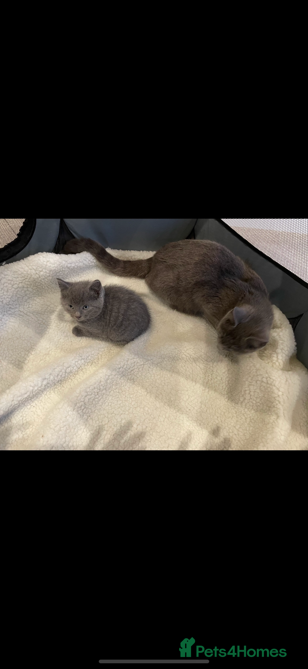 British Shorthair cats for sale: BRITISH SHORTHAIR KITTENS  - Image 2