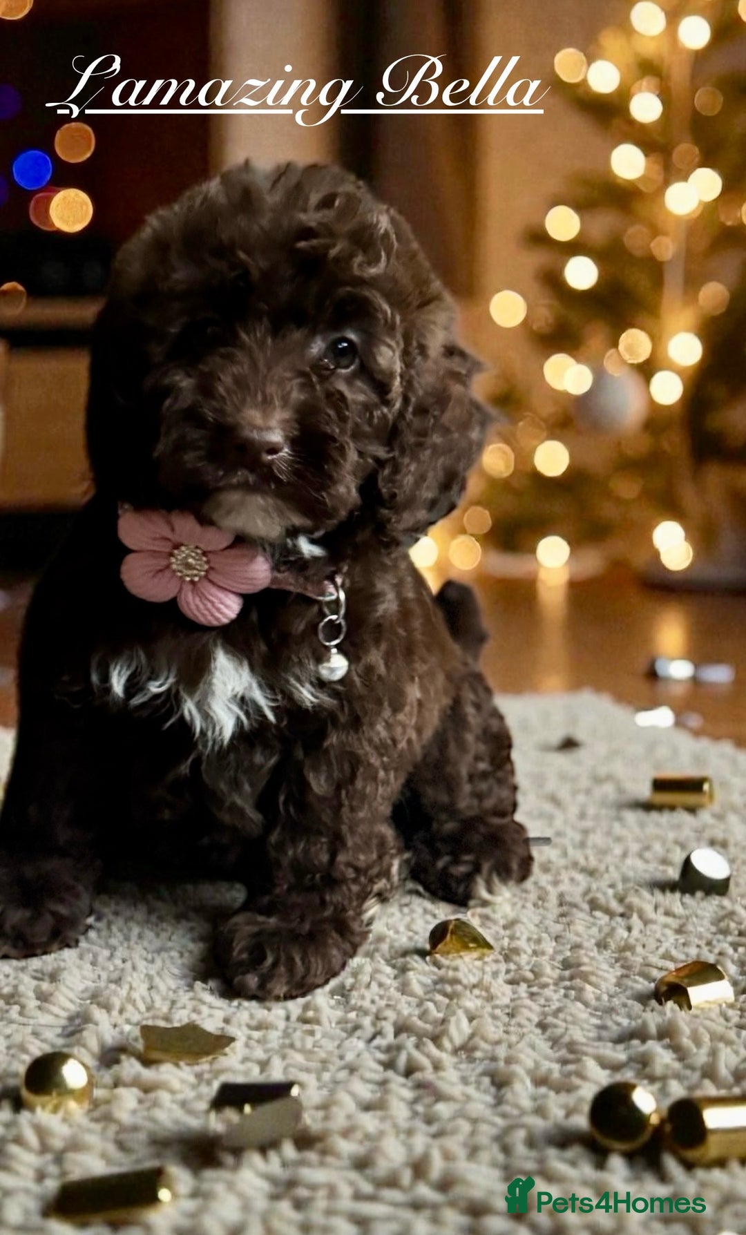 Toy Poodle dogs for stud: 5* health checked merle toy poodle licensed DNA  - Advert 6