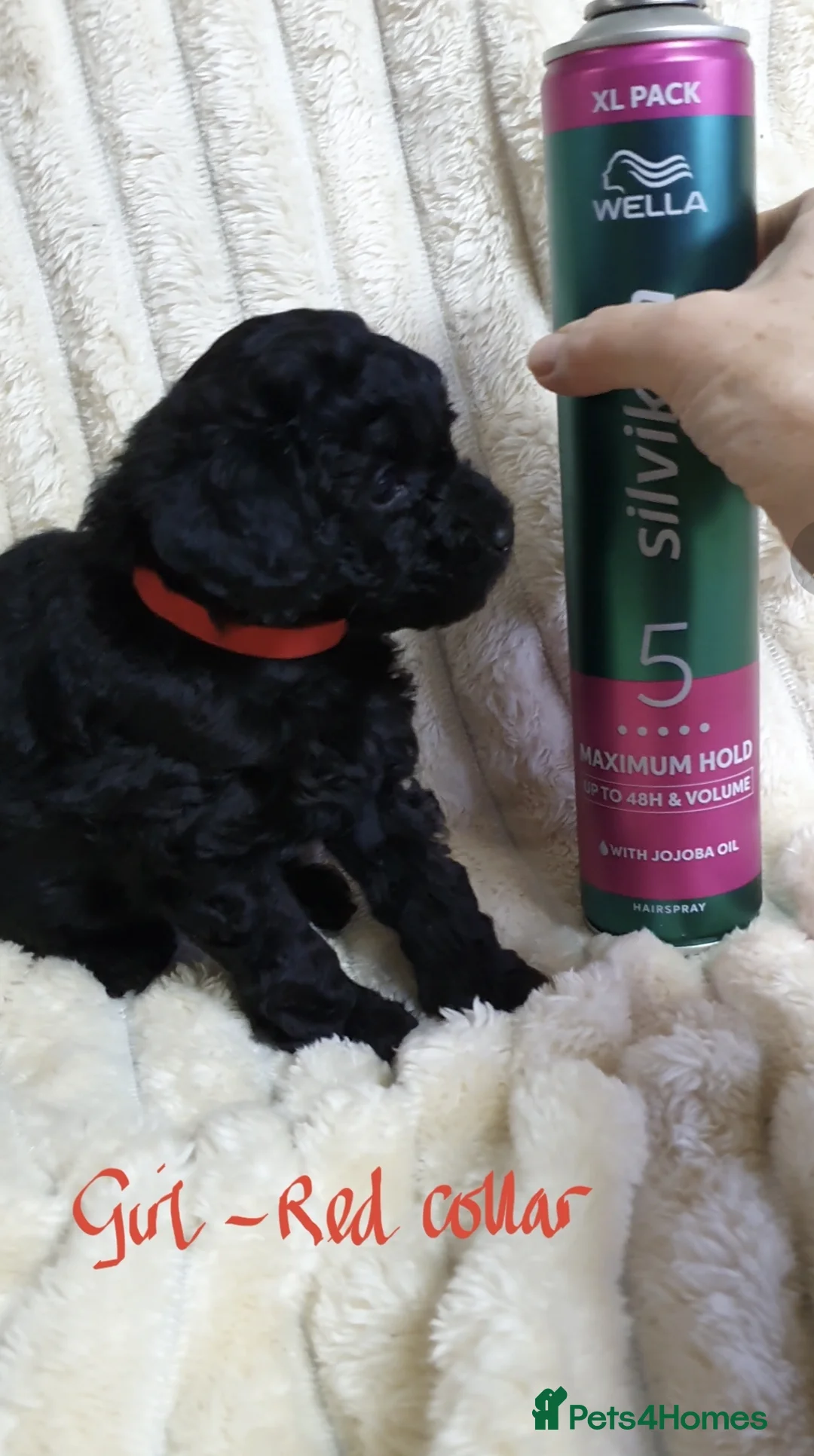 Toy Poodle dogs for sale: Tiny Toy Poodle puppies ready to leave 1st March - Advert 14