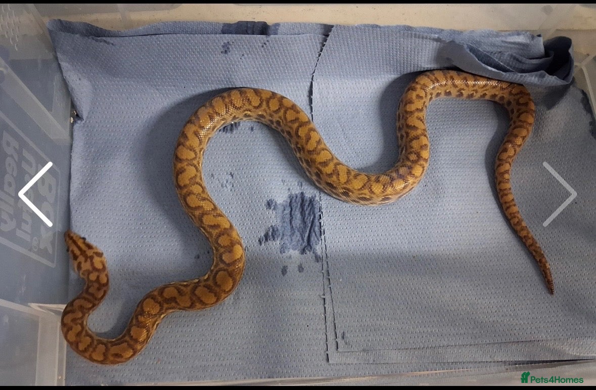 Mixed Breed reptiles Snake  - Advert 14
