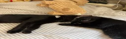 Mixed Breed cats for sale: Beautiful Black Mixed Breed Kittens - Advert 8