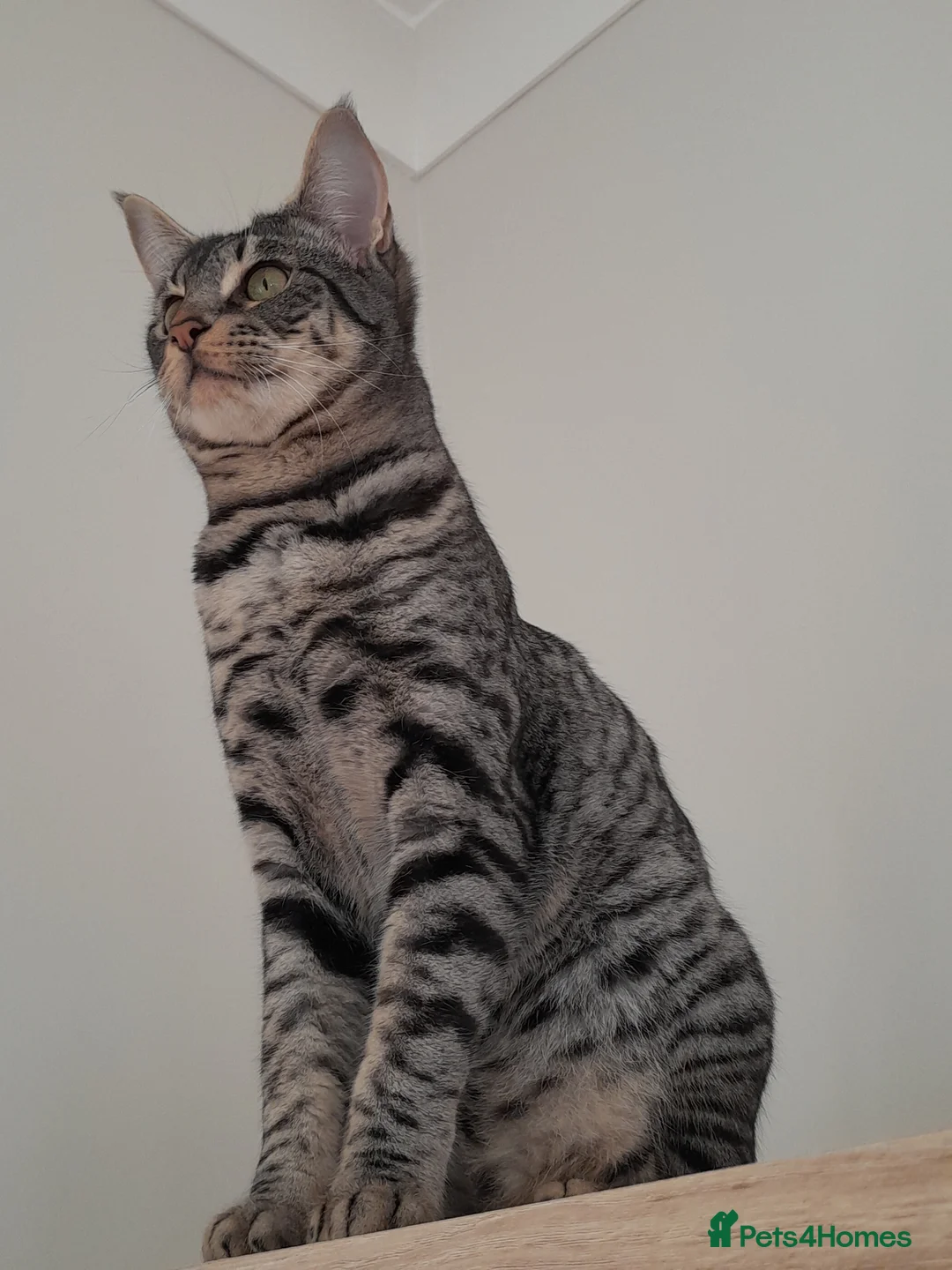 Savannah cats for sale: Pedigree F5 TICA Reg Savannah Girl Kitten - Advert 12
