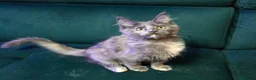 Maine Coon cats for sale: Last Girl -  Pure breed Maine Coon Kittens  - Advert 3