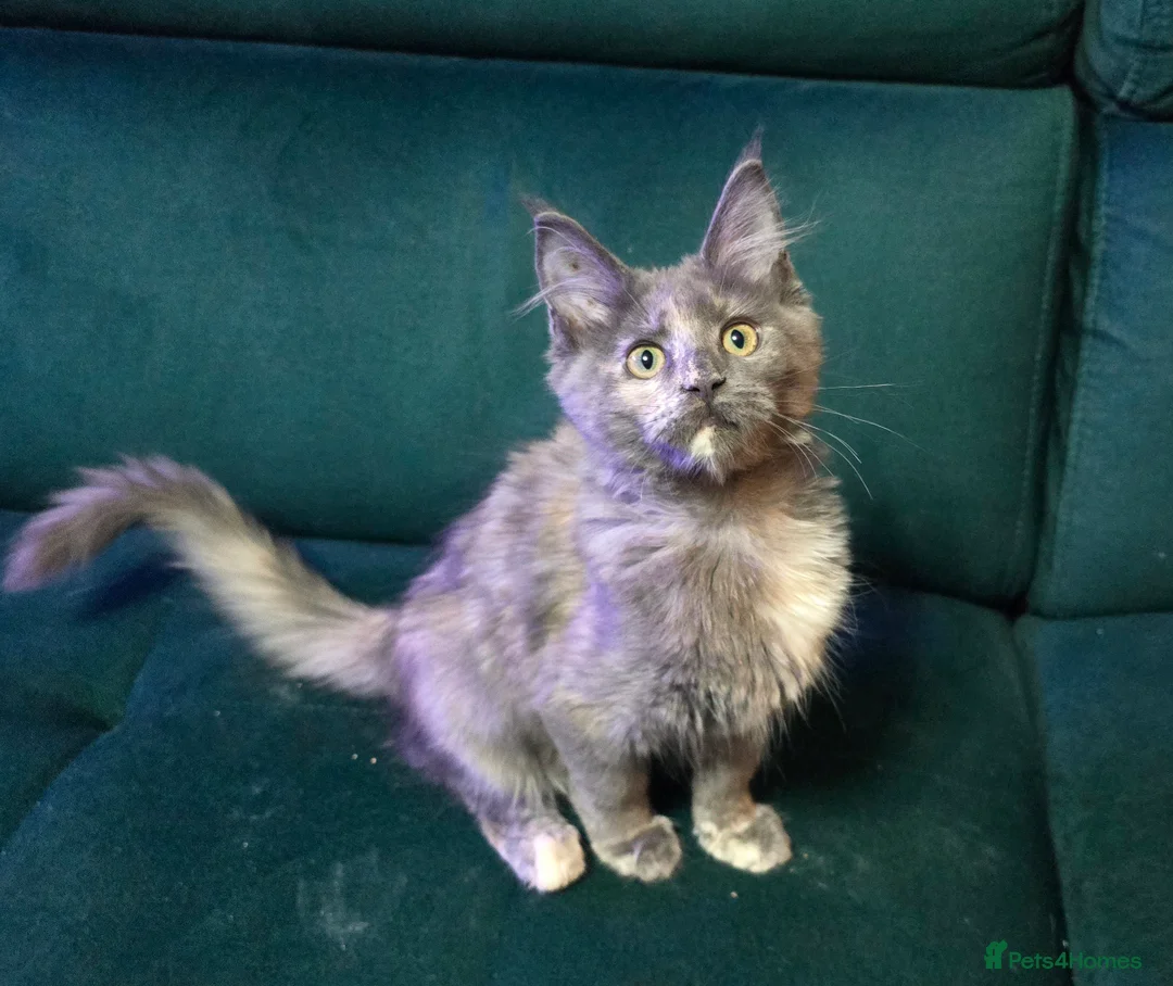 Maine Coon cats for sale: Last Girl -  Pure breed Maine Coon Kittens  - Advert 3