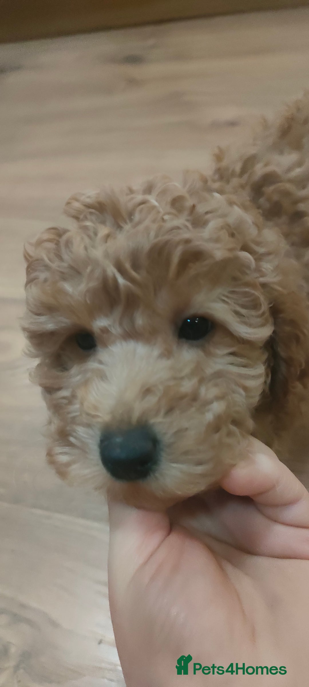 Mixed Breed dogs for sale: Miniature poodle  - Advert 5