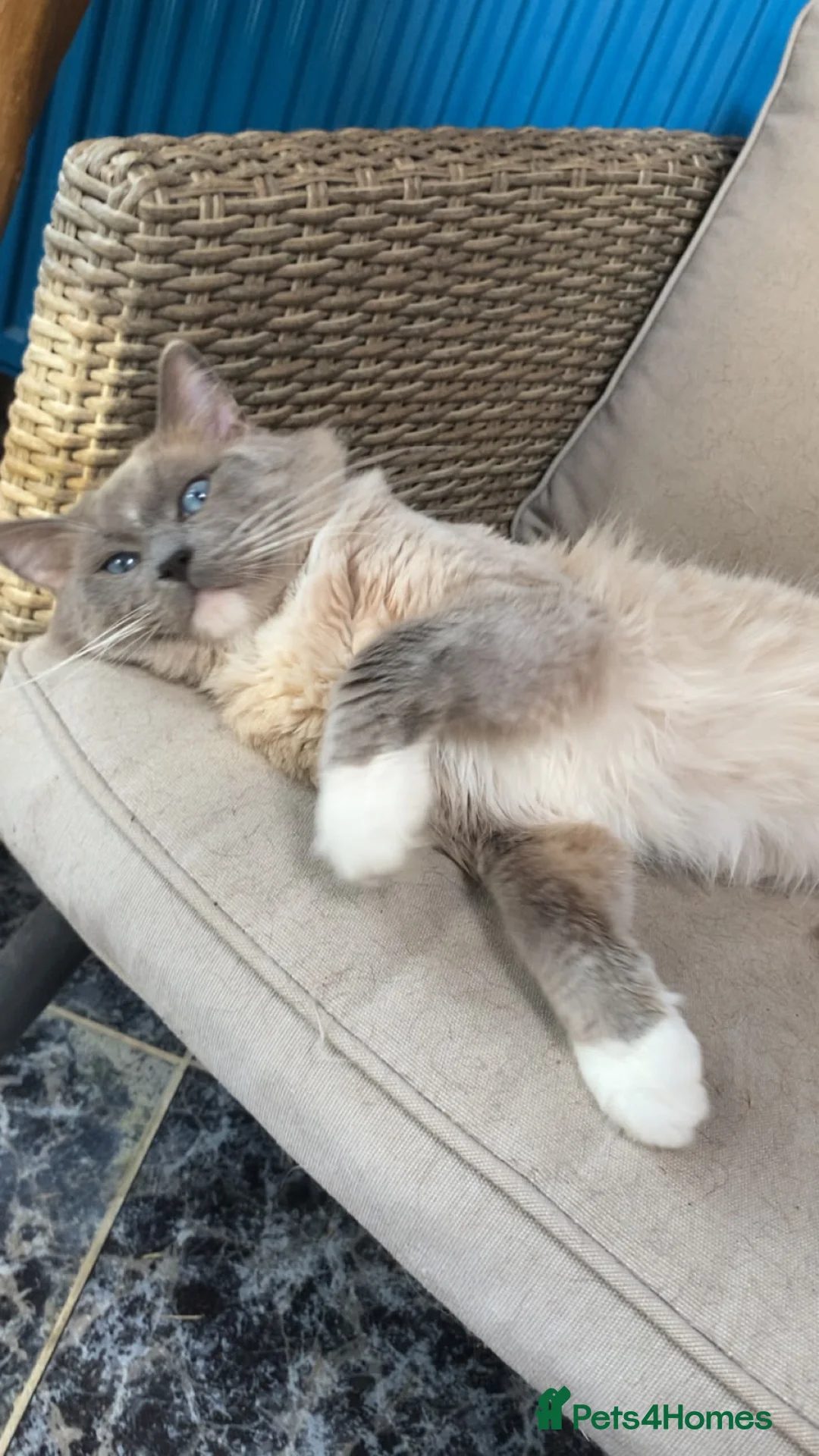 Ragdoll cats for stud: GCCF Reg. Active Blue point mitted Stud - JEEVES - Advert 1