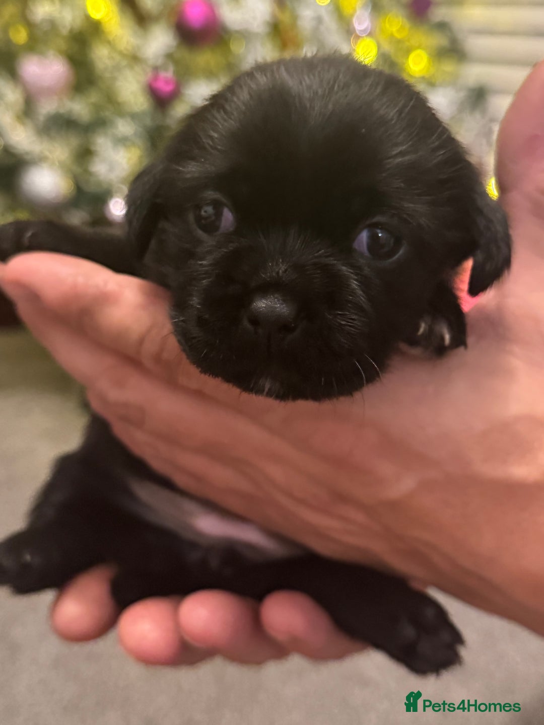 Mixed Breed dogs for sale: Beautiful pups looking for their forever home! - Advert 27