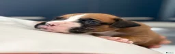 Boxer dogs for sale: 3 boy Boxer puppies for sale - Advert 16