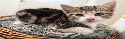 Domestic Shorthair cats for sale: 🐾✨ BEAUTIFUL RARE CALICO/TIGER PATTERN BOYS ✨🐾 - Advert 5