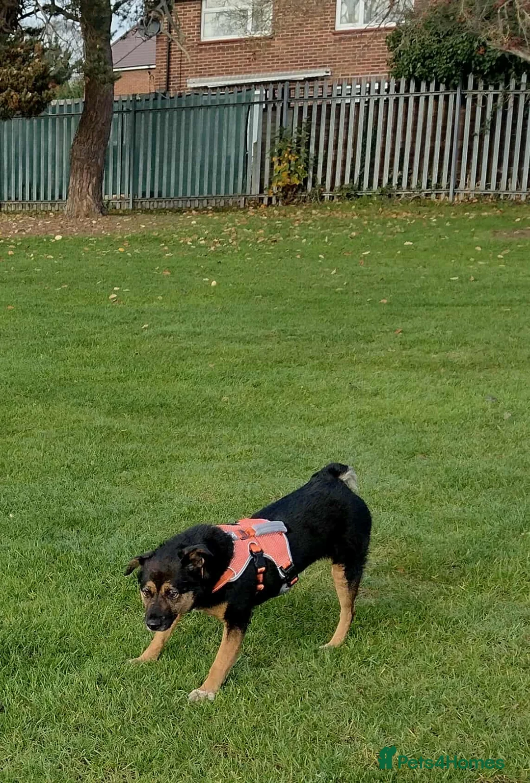 Mixed Breed dogs for adoption: Bumble for adoption - Advert 5