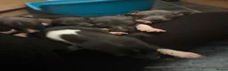 Italian Greyhound dogs for sale: Italian Greyhound puppies ready to leave  - Advert 5