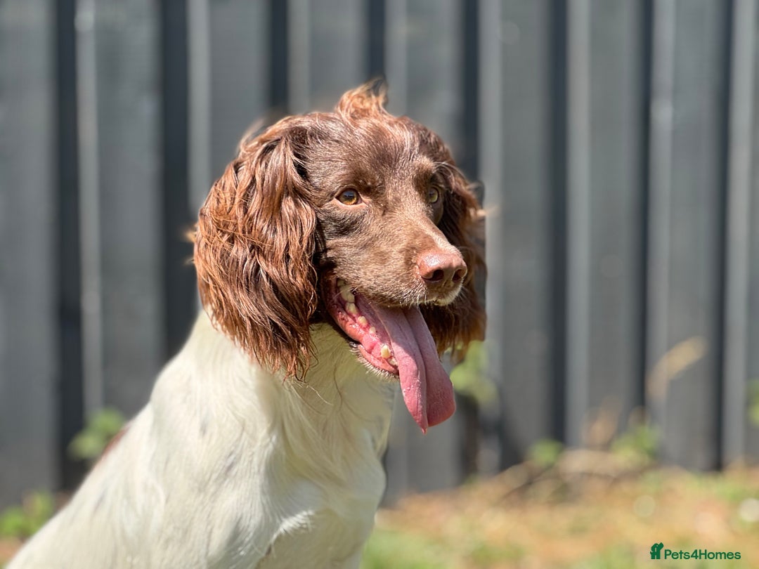 English Springer Spaniel dogs for stud: CHAMPIONSHIP WINNER 2025,ROSEBAY BLUE,HEALTHTESTED in Bristol - Image 16