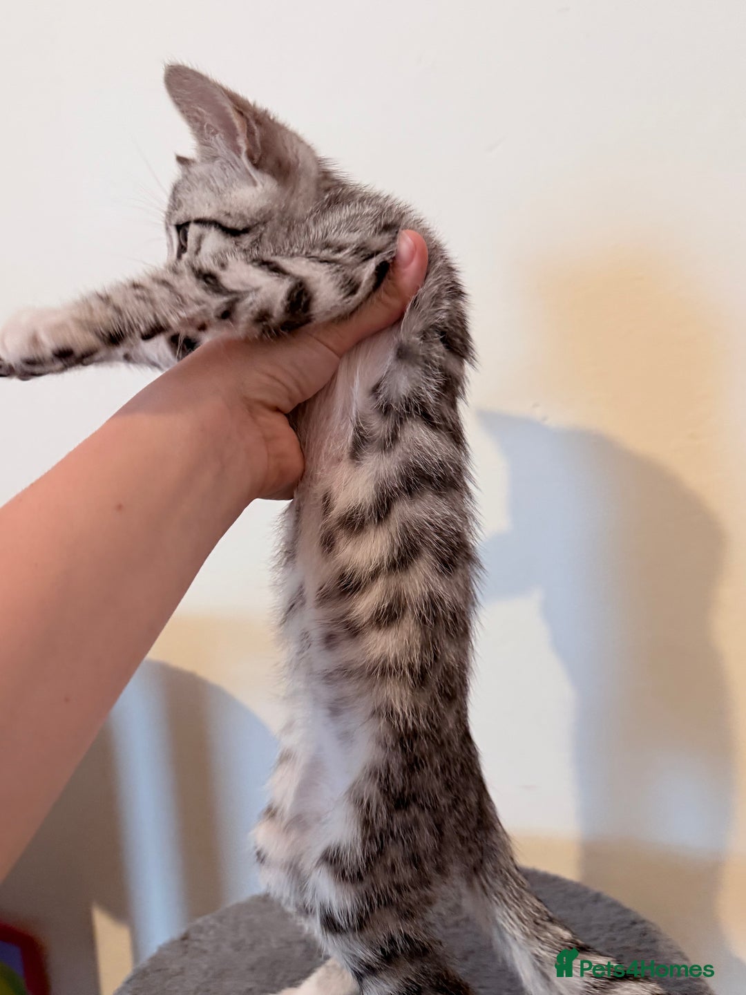 Bengal cats for sale: boys kittens - Image 7