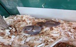 Mouse rodents for sale: Pygmy squirrels and enclosure  - Image 1
