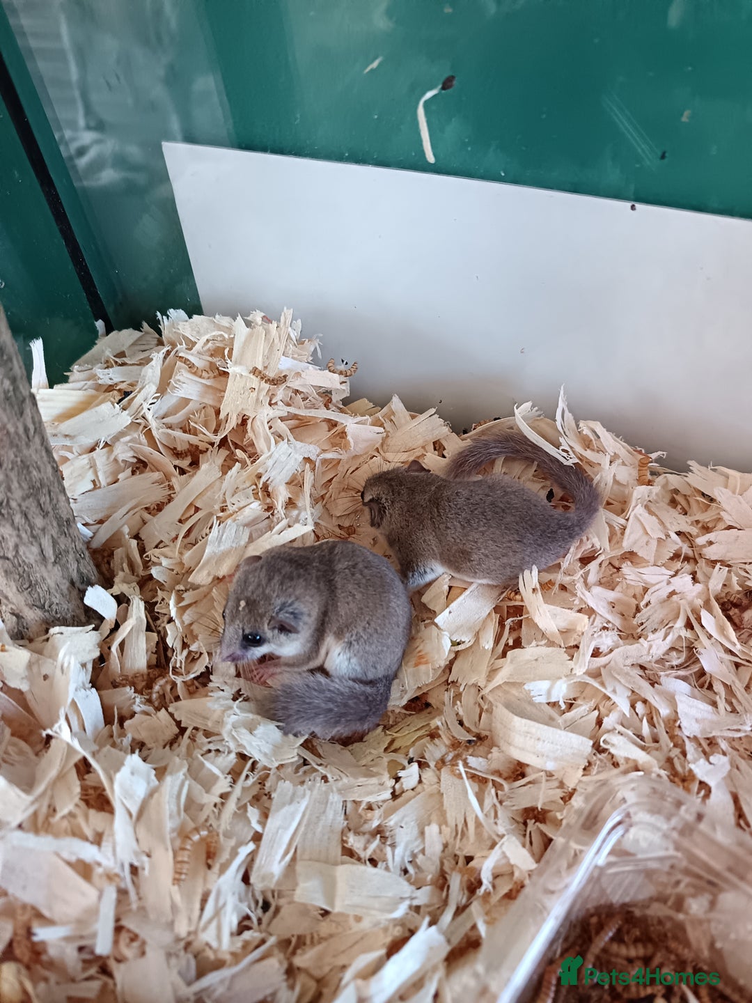 Mouse rodents for sale: Pygmy squirrels and enclosure  - Image 1