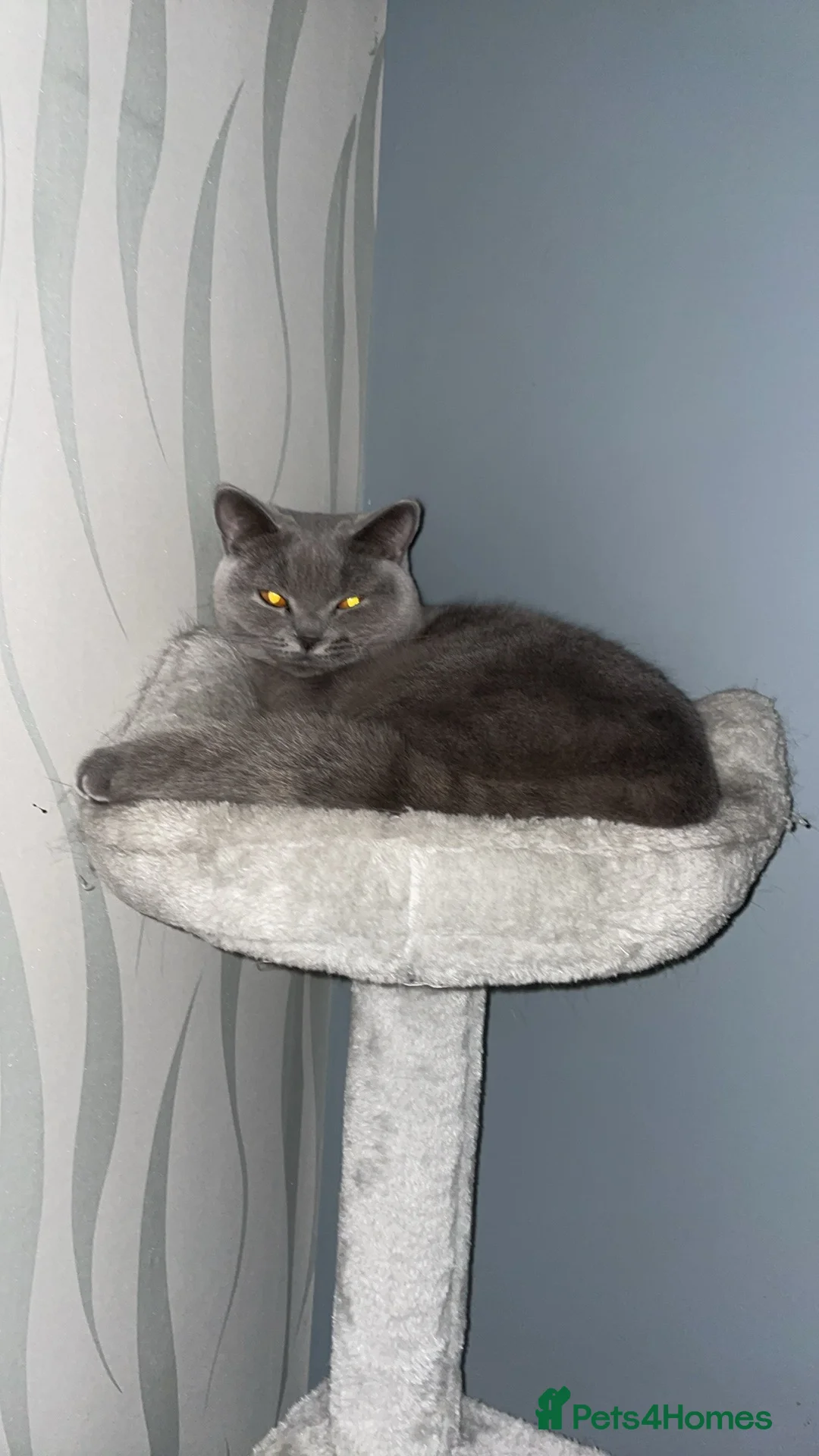 British Shorthair cats for stud: British shorthair female for mating only  - Advert 2