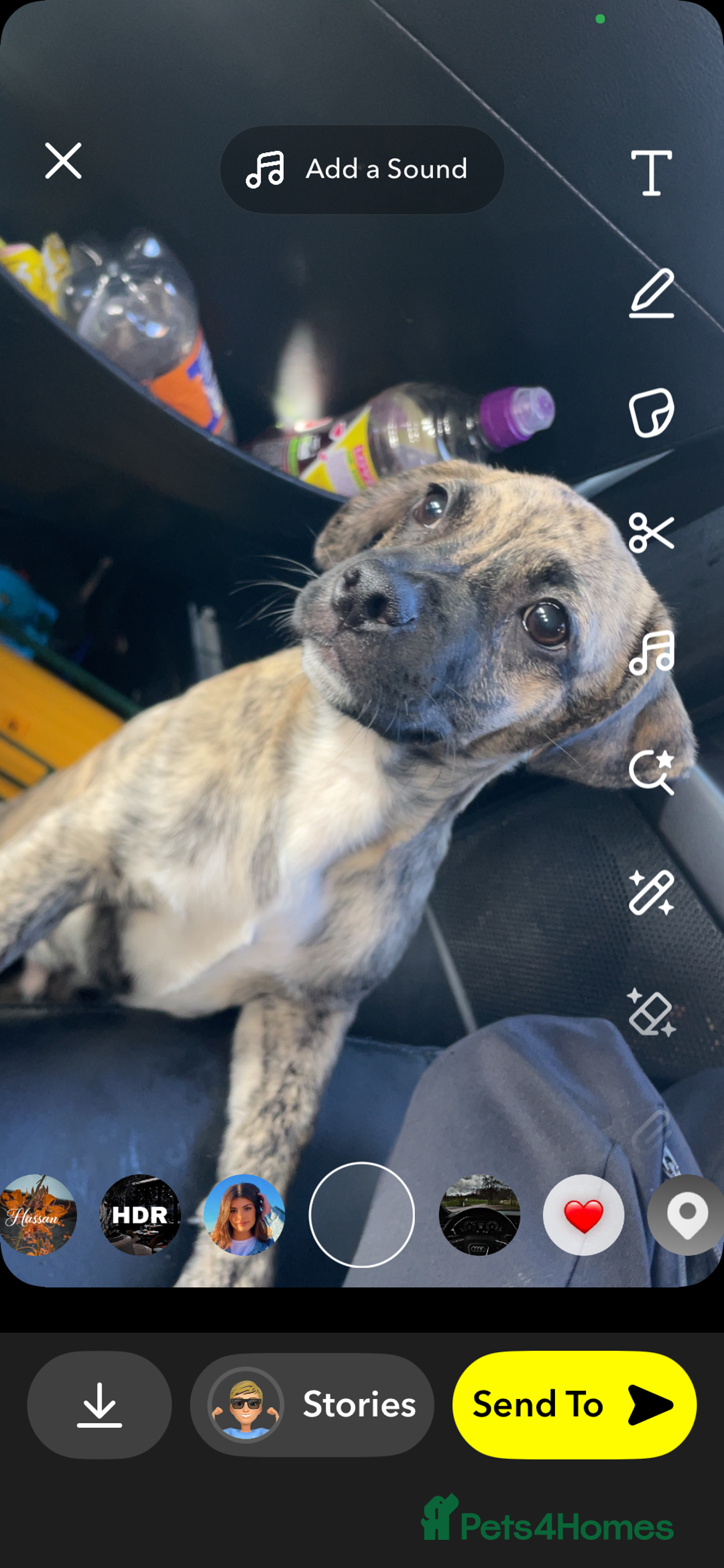 Jug dogs for sale: Loving little Jug for sale  - Advert 2