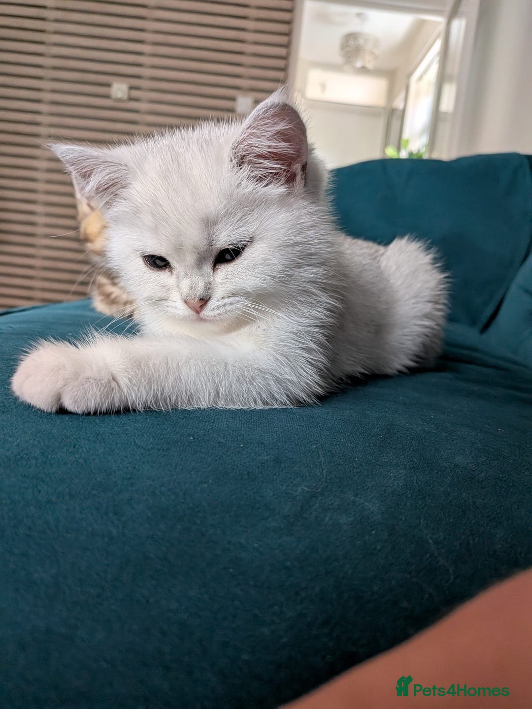 British Shorthair cats for sale: Beautiful 5 kittens  - Image 22