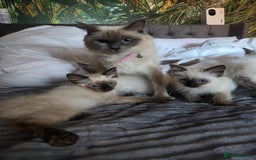 Ragdoll cats for sale: Beautiful ragdoll kittens  - Image 10