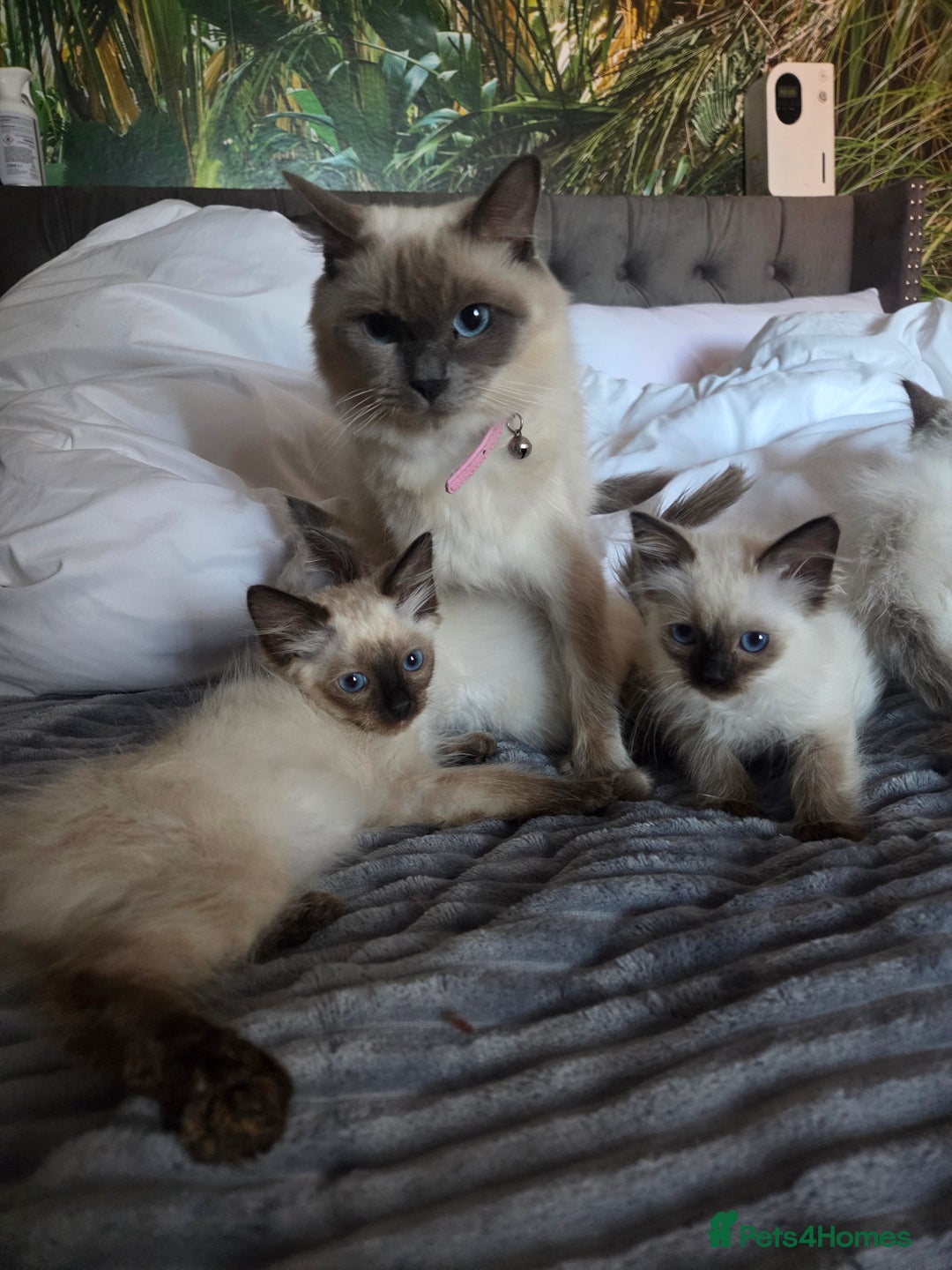 Ragdoll cats for sale: Beautiful ragdoll kittens  - Image 10
