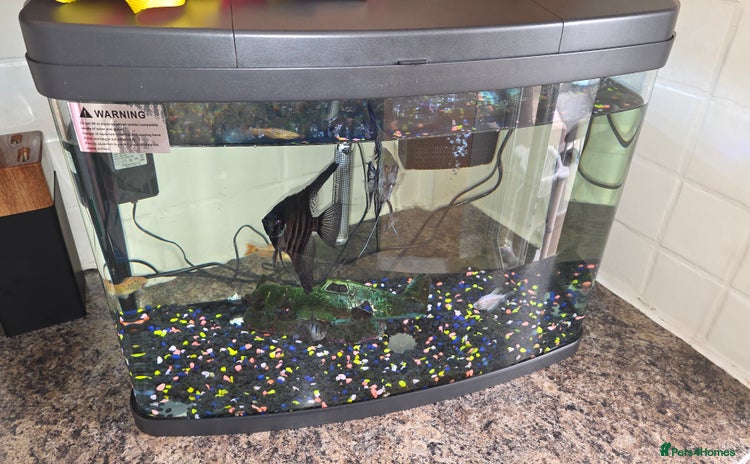 Angelfish fish - Advert 1