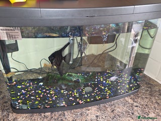 Angelfish fish - Advert 11