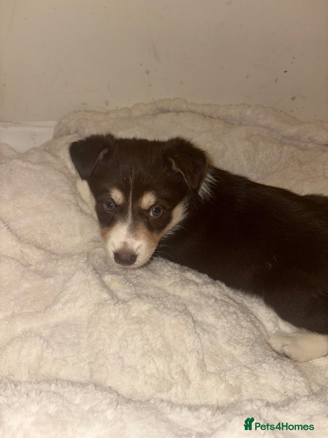 Mixed Breed dogs for sale: Beautiful Husky x Australian Shepherd Puppies - Advert 6