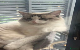 Ragdoll cats for sale: Blue bi coloured ragdoll kittens for sale  - Image 3