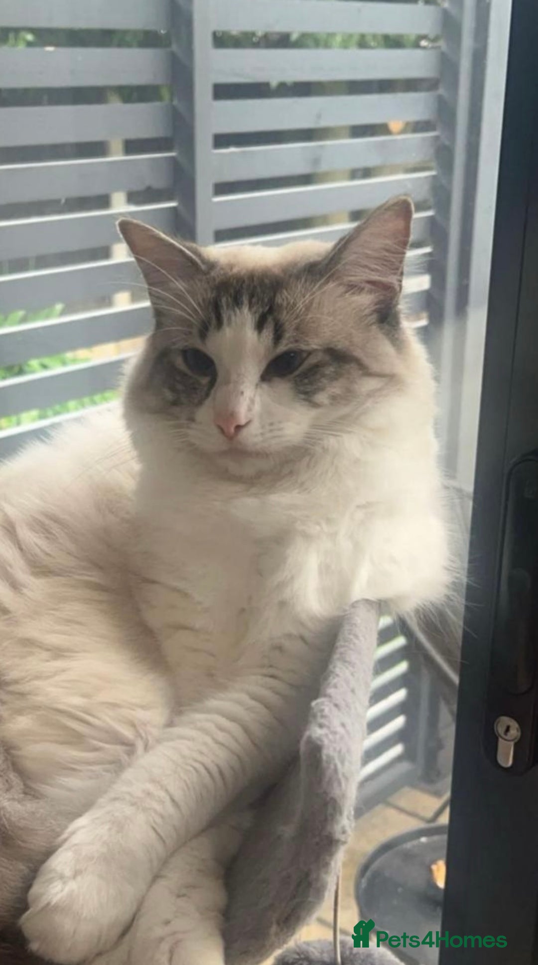 Ragdoll cats for sale: Blue bi coloured ragdoll kittens for sale  - Image 3