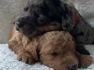 Labradoodle dogs Stunning Coloured Mini Labradoodles F1b - Advert 12