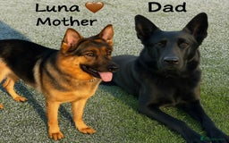 German Shepherd dogs for sale: K.C German Shepherd Puppies  - Image 1