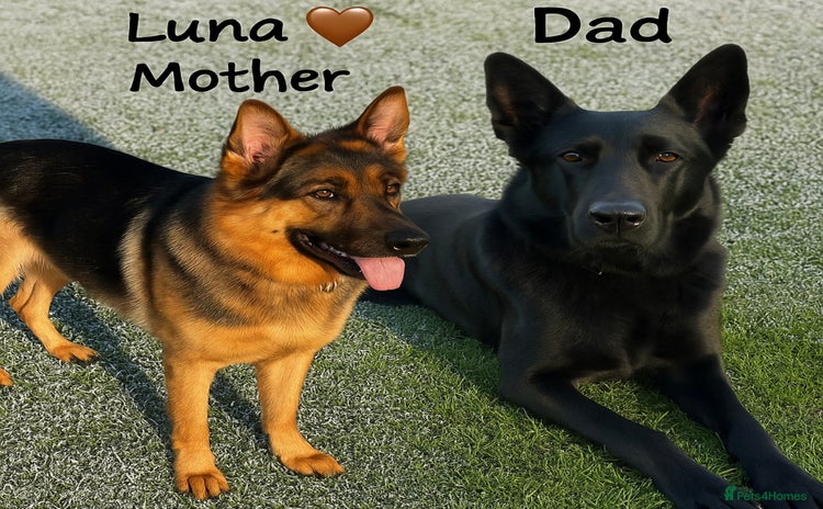 German Shepherd dogs - Advert 1