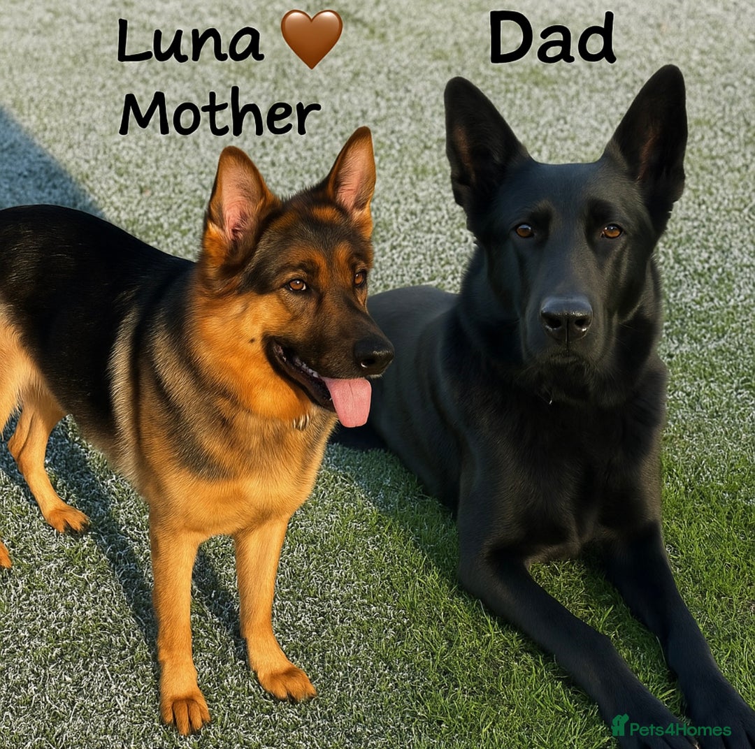 German Shepherd dogs for sale: K.C German Shepherd Puppies  - Image 1