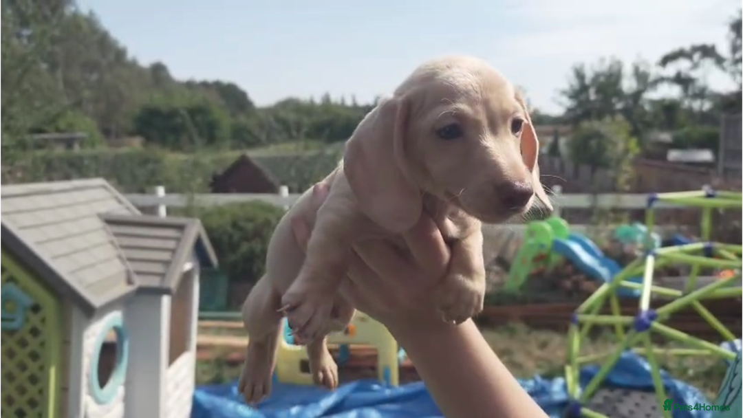 Miniature Dachshund dogs for sale: Miniature Cream Dachshund Puppies KC Reg   - Image 14