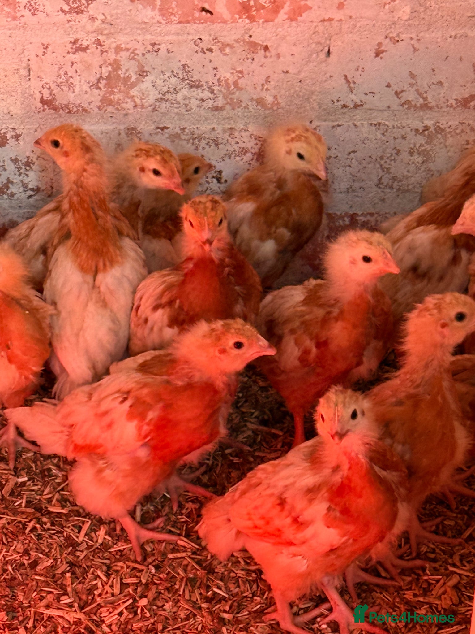 Chickens poultry Warren hybrid female Almost off heat  - Advert 1