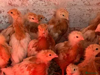 Chickens poultry Warren hybrid female Almost off heat - Advert 6