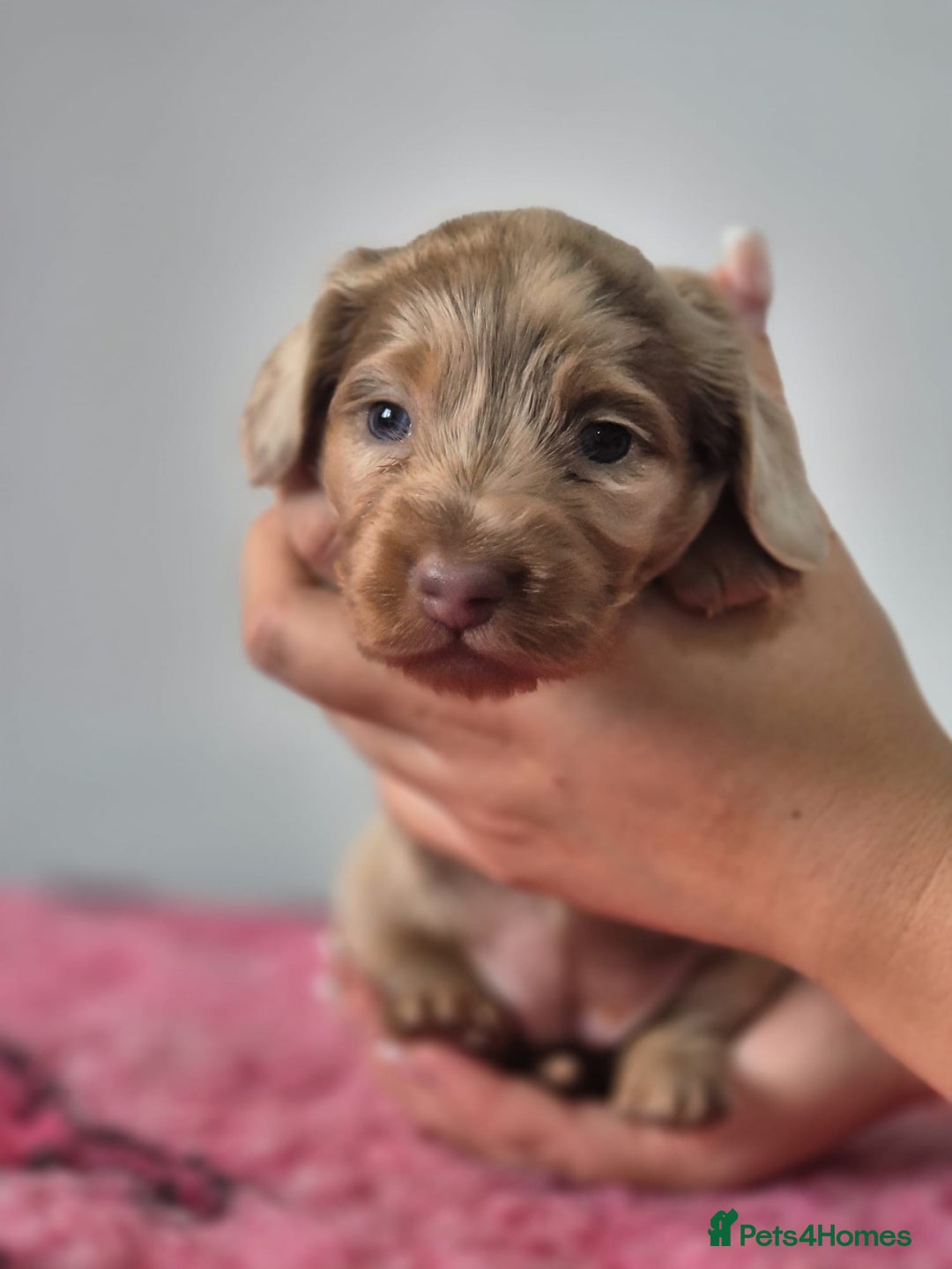 Miniature Dachshund dogs for sale: KC Registered Miniature Dachshund  - Image 25